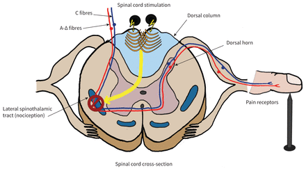 Finger Nerve